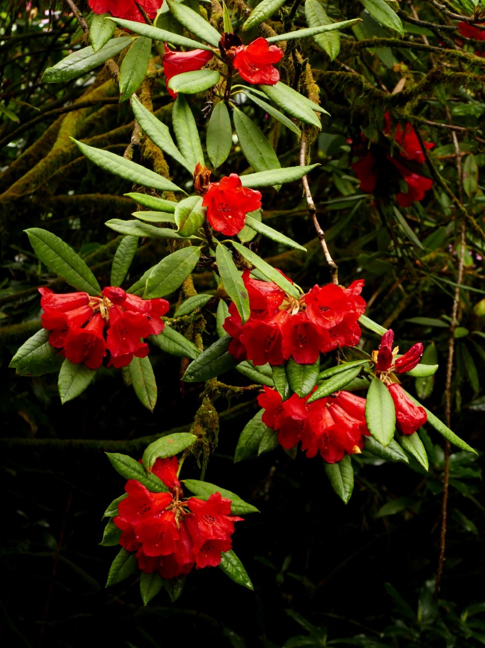 R. venator